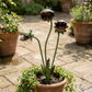 🪴Whimsical Metal Carnivorous Plant Garden Stake