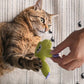 🔥Hot Sale 50%OFF!🔥🐱🌿 Plush Catnip Cat Chew Toy – Soft & Durable, Filled With Premium Catnip, Promotes Healthy Teeth & Gums. Perfect For Biting, Kicking & Cuddling! 🧸💚✨